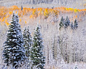 USA, Colorado, Keebler Pass, Neuschnee auf Espen mit Herbstfarben.
