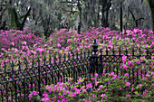 Eisenzaun und Azaleen in voller Blüte, Bonaventure Cemetery, Savannah, Georgia