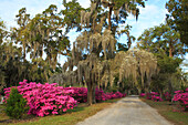 USA, Georgia, Savannah. Azaleas in bloom along drive at Bonaventure Cemetery.