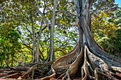 Moreton Bay Fig tree, Kauai, Hawaii, USA.