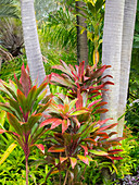 Hawaii, Maui, garden on the Road to Hana with palms and tea plants.