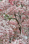 Leichter Schnee auf rosa Hartriegelbaum im zeitigen Frühjahr, Louisville, Kentucky