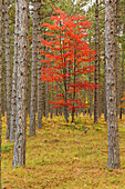 Ahornbäume in Herbstfarben, Hiawatha National Forest, obere Halbinsel von Michigan.