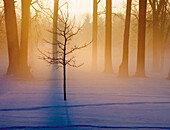 Kleiner Baum im Sonnenlicht am frühen Morgen, Michigan