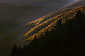 Erstes Licht am Morgen auf frühen Frühlingsbäumen, Oconaluftee Valley, Great Smoky Mountains National Park, North Carolina