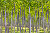 USA, Oregon, Boardman. Pattern of hybrid poplar trees
