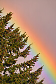 Usa, Oregon, Portland. Rainbow arched on edge of fir tree