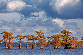 Bald cypress trees in autumn. Caddo Lake, Uncertain, Texas
