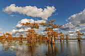Kahle Zypressen im Herbst spiegelten sich auf dem See wider. Caddo Lake, unsicher, Texas