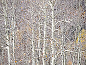 USA, Utah, Wasatch Mountain Range Aspens just off of Highway 39 and Curtis Creek Rd.