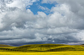 Sanfte Hügel mit gelbem Raps, Palouse-Region im Osten des Bundesstaates Washington.