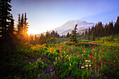 USA, Staat Washington, Mt. Rainier Nationalpark. Sonnenuntergang auf Bergwildblumen