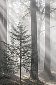 USA, Washington State, Seabeck. God rays and fog in forest.