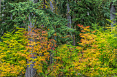 USA, Washington State, Olympic National Park. Vine maple trees in old growth forest in autumn.