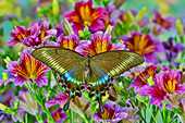 Lila gemalte Zungenblumen mit weiblichem asiatischem Schwalbenschwanzschmetterling, Papilio Maackii