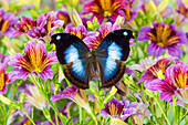 Lila gemalte Zungenblumen mit tropischem Schmetterling Napocles jucunda