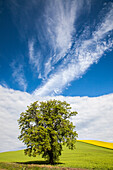 USA, Staat Washington, Palouse. Einsamer Baum in einem Weizenfeld mit Raps im Hintergrund.