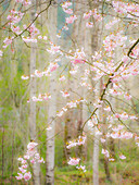 USA, Washington State, Fall City Frühling und Kirschbäume beginnen gerade zu blühen