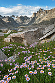 Titcomb Basin wildflowers composed of purple Asters, Bridger Wilderness, Wind River Range, Wyoming.