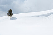 Yellowstone-Nationalpark, Lamar Valley. Ein einsamer Baum, der sich in der verschneiten Landschaft abhebt.