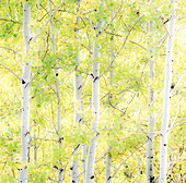 USA, Wyoming, Jackson, Grand Teton National Park und Herbstfarben auf Aspen Trees