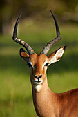 Male impala (Aepyceros melampus melampus), Moremi Game Reserve, Botswana, Africa