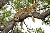 Leopard ruht, Botswana, Afrika.