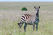 Afrika, Kenia, Masai Mara National Reserve. Nahaufnahme eines einsamen Zebras