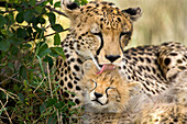 Kenia, Masai Mara Nationalreservat. Gepardenmutterpflegejunges.