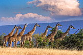 Kenya, Masai Mara Conservancy. Group of adult giraffes.