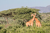 Africa, Kenya, Samburu National Park, Reticulated Giraffes (giraffa Camelopardalis Reticulata). At sunset.