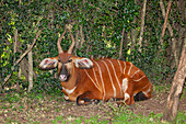 An endangered African bongo.