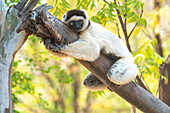 Afrika, Madagaskar, Anosy, Berenty Reserve. Ein Verreaux-Sifaka umarmt einen Baum, weil es kühler als die Außentemperatur ist.