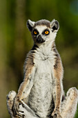 Madagaskar, Berenty, Berenty-Reservat. Katta.