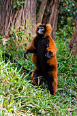Madagascar, Andasibe, Vakona Lodge, Lemur Island. Red ruffed lemur (Varecia rubra) standing.