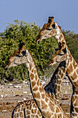 Etosha National Park, Namibia, Africa. Three Angolan Giraffe.