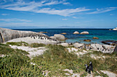 Südafrika, Kapstadt, Simons Town, Boulders Beach. Afrikanische Pinguinkolonie (Spheniscus demersus).