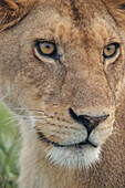 Erwachsene weibliche Löwin, Serengeti Nationalpark, Tansania, Leo