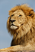 Erwachsener männlicher Löwe auf Kopje, Serengeti Nationalpark, Tansania, Afrika