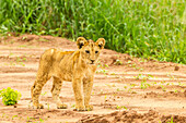 Afrika, Tansania, Tarangire-Nationalpark. Löwenjunges aus nächster Nähe