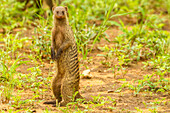 Afrika, Tansania, Tarangire-Nationalpark. Gebänderter Mungo aus nächster Nähe