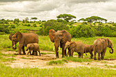 Afrika, Tansania, Tarangire-Nationalpark. Erwachsener und junger afrikanischer Elefant
