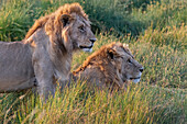 Afrika, Tansania, Serengeti-Nationalpark. Männliche Löwen aus nächster Nähe