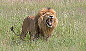 Afrika, Tansania, Serengeti. Löwe, der die Flehmen-Reaktion zeigt, die eine Reaktion auf weibliche Hormone ist, aber wie ein Lachen aussieht.