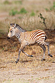 Africa, Tanzania. A very young zebra foal trots towards it mother.