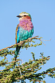 Africa, Tanzania. Portrait of a lilac-breasted roller.