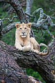 Afrika, Tansania. Ein junger männlicher Löwe sitzt in einem alten Baum.