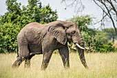 Afrika, Elefant
