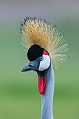 Afrika, Tansania, Ngorongoro Conservation Area, Grey Crowned Crane (Balearica Regulorum) auf Ndutu Plains