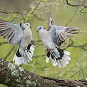Afrika, Tansania, Ngorongoro Conservation Area, Afrikanische Mourning Doves (Streptopelia decipiens) flattern während der Balz in Akazien auf Ndutu Plains